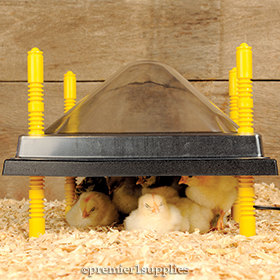 Heating Plates for Poultry