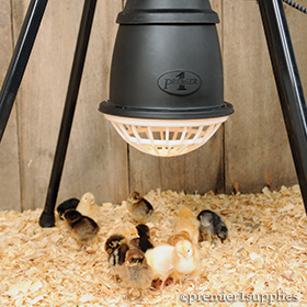 Prima Heat Lamp