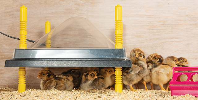 Heating Plates for Chick Brooding and other Poultry and Chicken Supplies