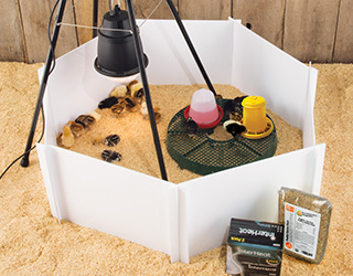 Heat Lamp Brooder Starter Kit for Chicks