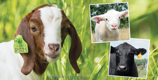 Ear Tags for Livestock and Animal Identification