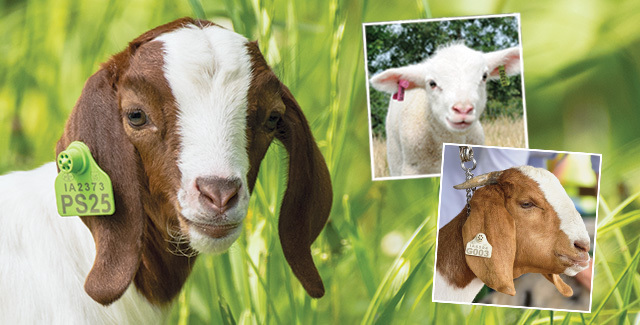 USDA Approved Ear Tags for Livestock and Animal Identification