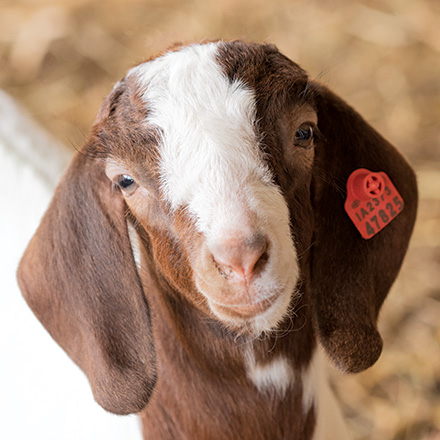 Goat with USDA Scrapie Ear Tag