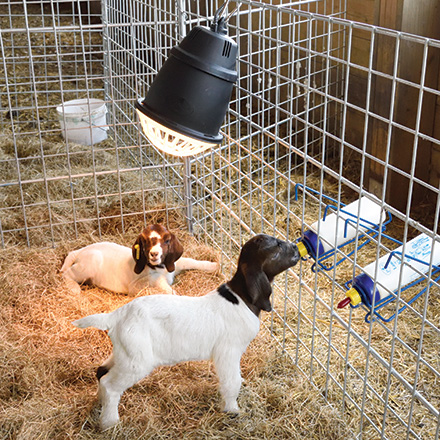 Prima Heat Lamp for Sheep and Goats