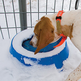 Heated Pet Bowl