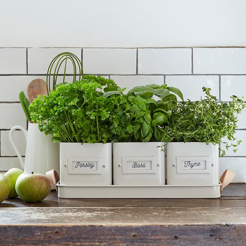 Herb Pots in a Leather Handled Tray