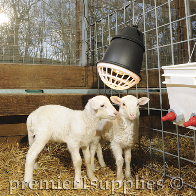 Rearing orphan lambs/kids