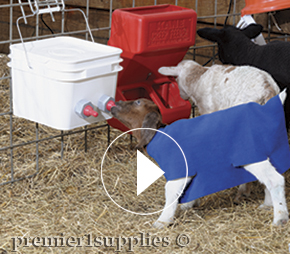 Premier Bucket Teat Unit