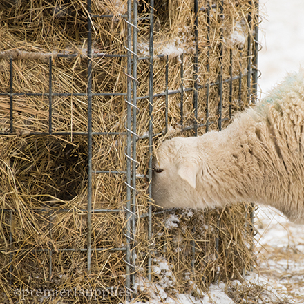 Bale Feeding