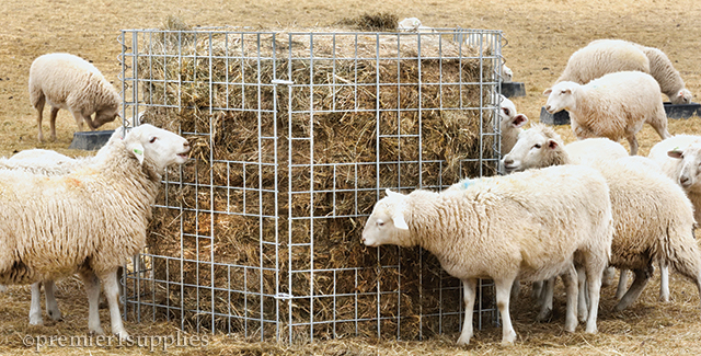 Bale Feeding