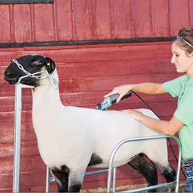 Clipping or Shearing