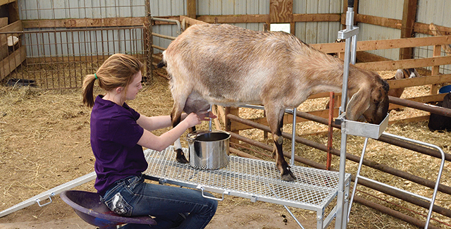 Gear up for Goat Milking