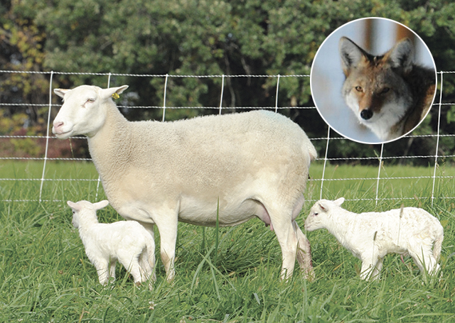 Portable electric fence to protect or contain livestock. Quick to install, durable and adaptable in difficult terrain.