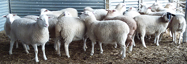 Ewes For Sale