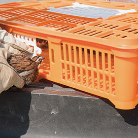 Quail Crate