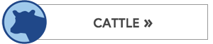 Cattle Button