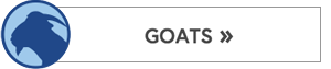 Goat Button