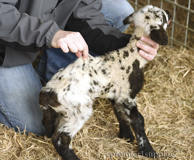 Checking Sheep Dehydration