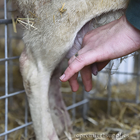 Stripping teats