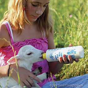 First time feeding orphan lambs