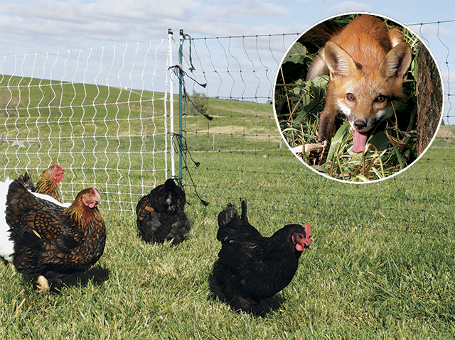 Portable electric fence to protect or contain livestock. Quick to install, durable and adaptable in difficult terrain.