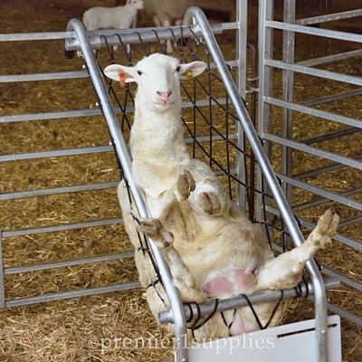 Deck Chair for Sheep and Goats