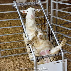 Deck Chair for Sheep and Goats