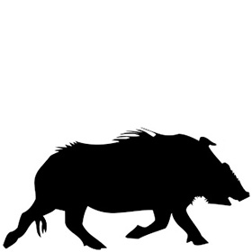 Feral Pigs