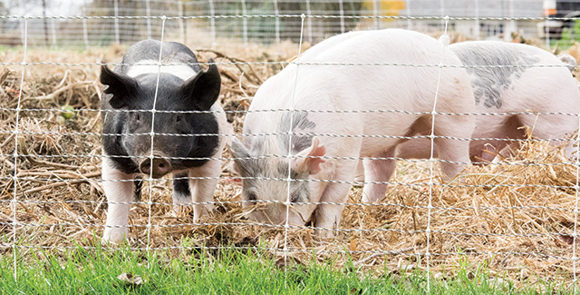 Getting Started with Pastured Pigs