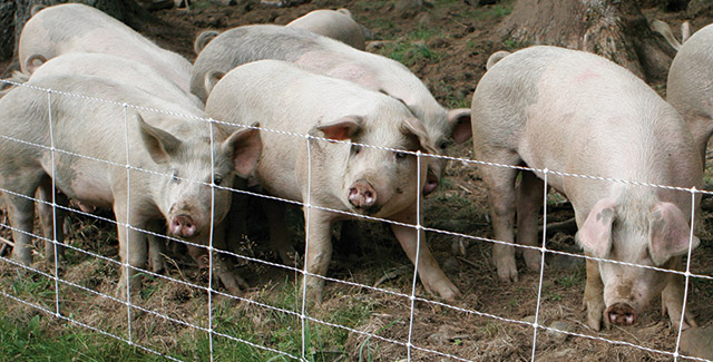 Pig QuikFence®—Keeps free-range pigs in!