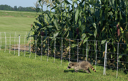 Stop Unwanted Garden Pests