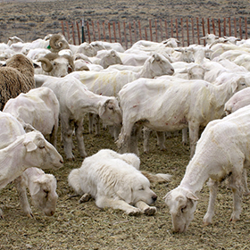 Livestock guardian dog with flock of sheep.