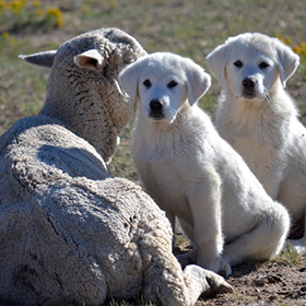 4-month old pups bonding with ewes.