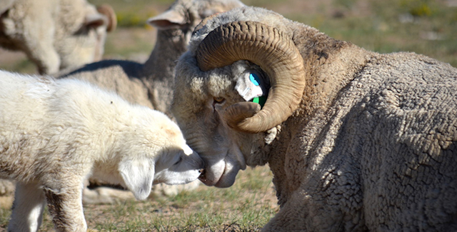 Livestock guardian dog with bighorn sheep