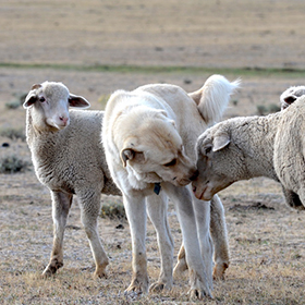 Attentive adult livestock guardian shows affection.