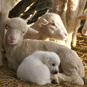 Weaned guardian pup bonding with sheep.