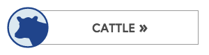 Cattle Fences