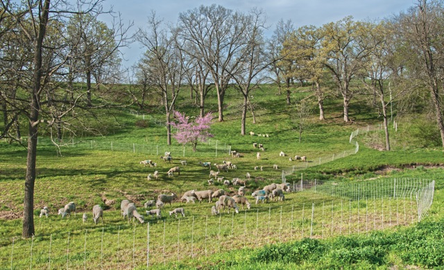 Rotational grazing paddocks