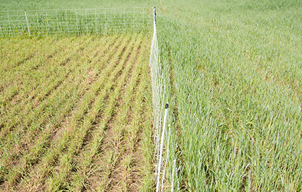 Proper stubble heights when exiting a grazing paddock