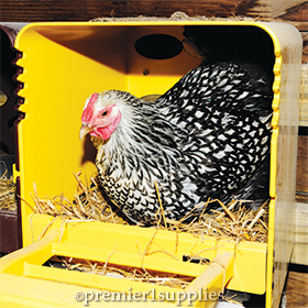 Hen using ChickBox nesting box