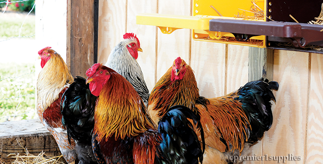 ChickBox Roll-out Nesting Box