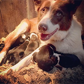 Border collie litter of puppies