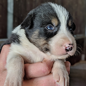 Border collie puppy