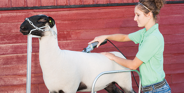 Show Clipping and Sheep Shearing