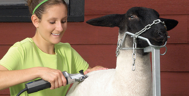 Show Clipping and Sheep Shearing