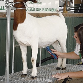 Trimming Stand