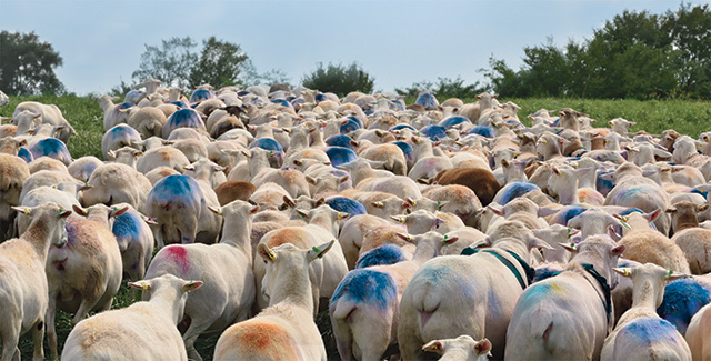 Sheep marked for breeding