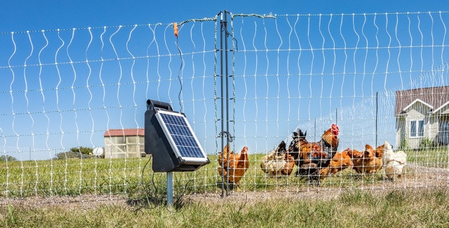 Poultry on pasture contained by electric net fence
