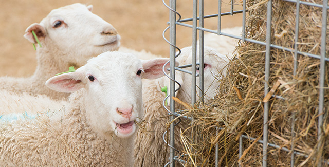 Bale feeding equipment for sheep