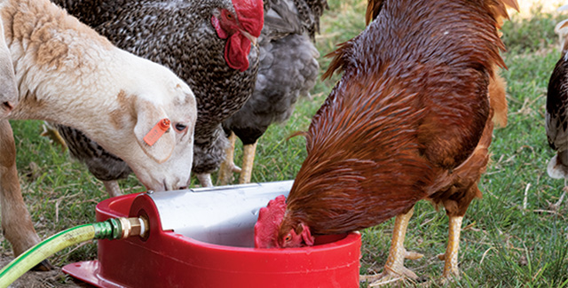 Clean, constant water for poultry and chickens